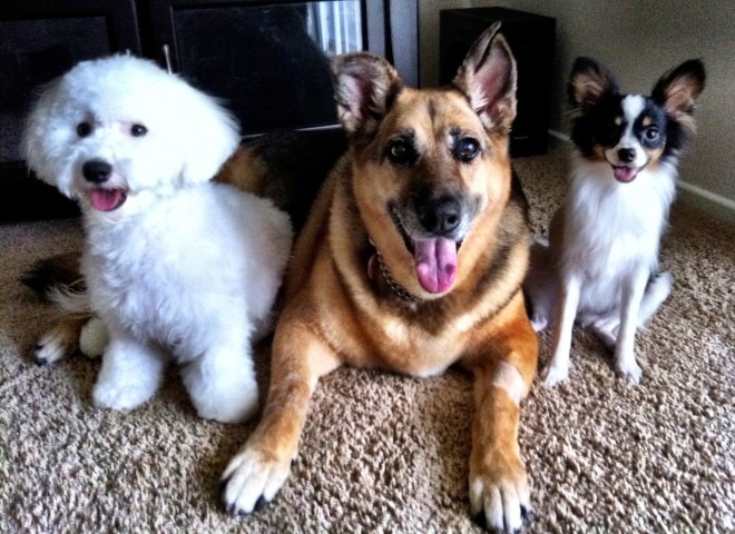 pups pups
