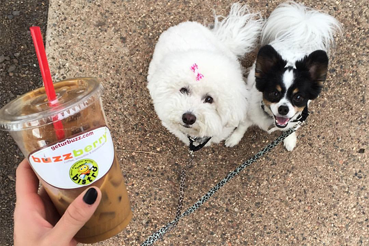 buzzberry-coffee-dogs