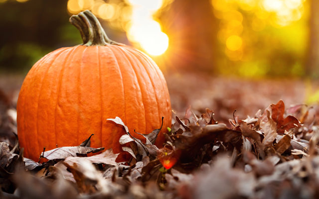 fall-pumpkin