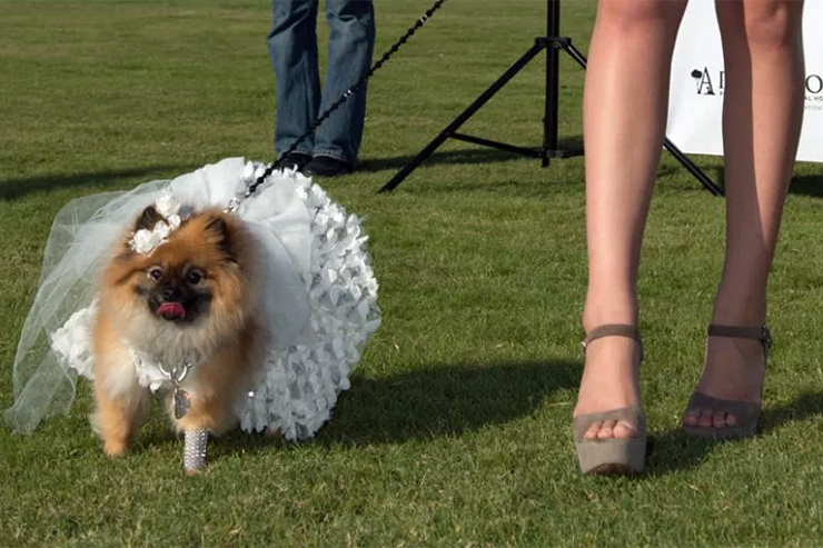canine-couture-the-polo-party