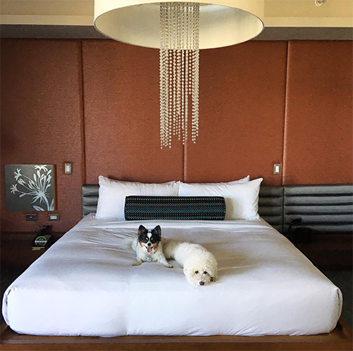 Hotel-Valley-Ho---Tower-Suite-Bedroom-dog-friendly