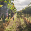 Arizona-wine-country-vineyards
