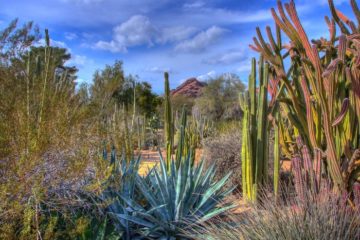 Chihuly in the Desert