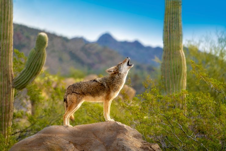Arizona Wildlife Attractions - Fabulous Arizona