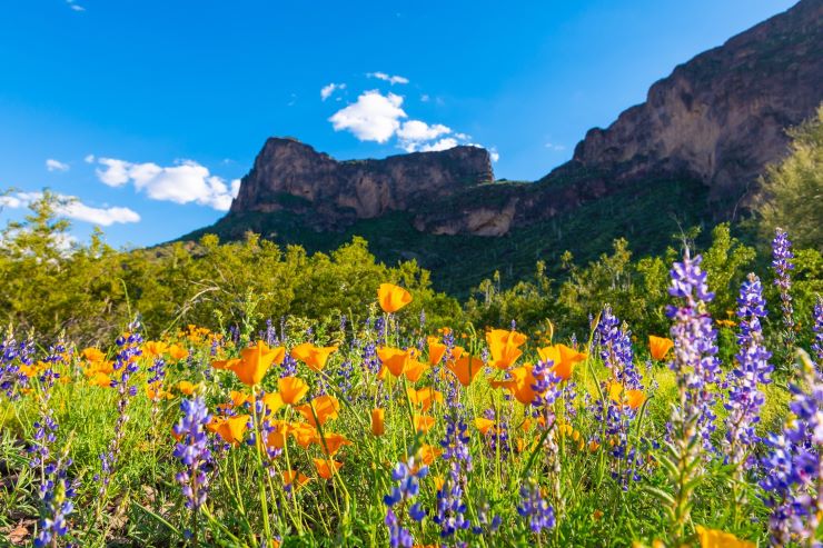 Picacho Peak arizona wildflower superbloom