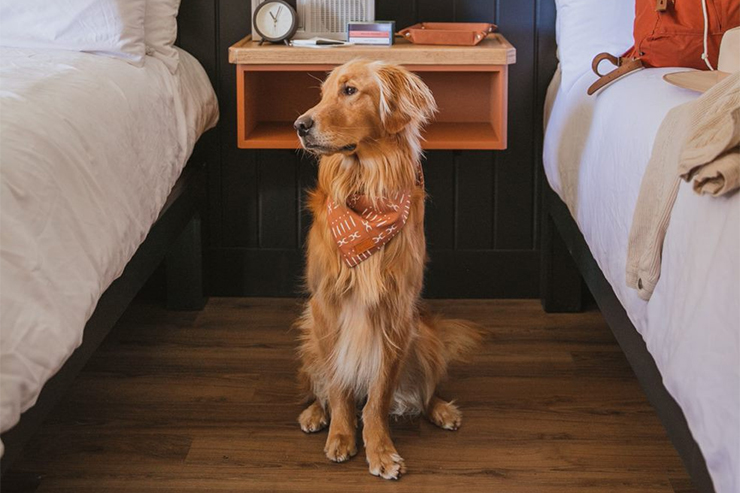 high-country-motor-lodge-hotel-dog-friendly