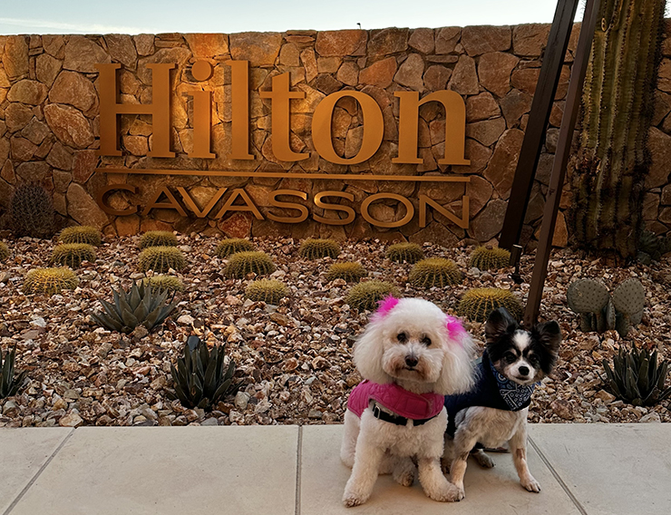hilton-north-scottsdale-cavasson-dog-friendly