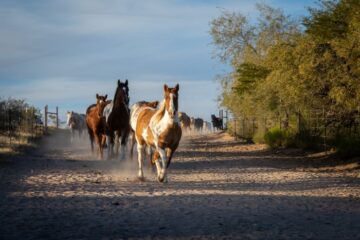 Rancho de los Caballeros horses
