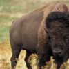 bison-arizona