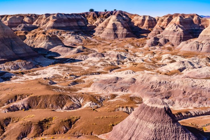 petrified forest stock