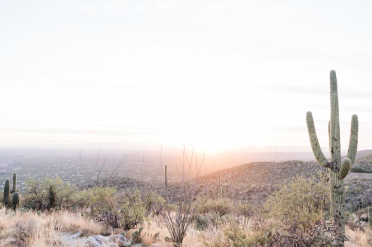 arizona cactus landscape stock