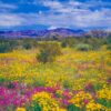 arizona wildflowers stock