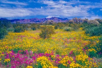 arizona wildflowers stock
