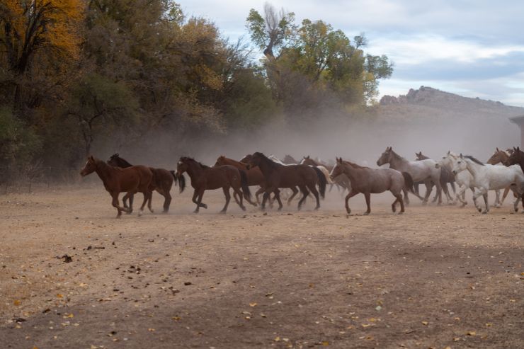 Circle Z Ranch