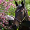 kentucky derby stock