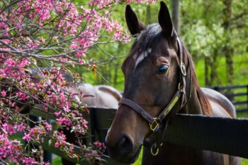 kentucky derby stock