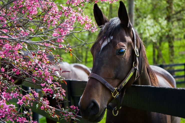 kentucky derby stock